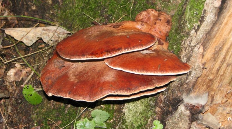 Fistulina hepatica