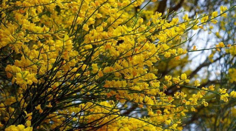 Genista aetnensis