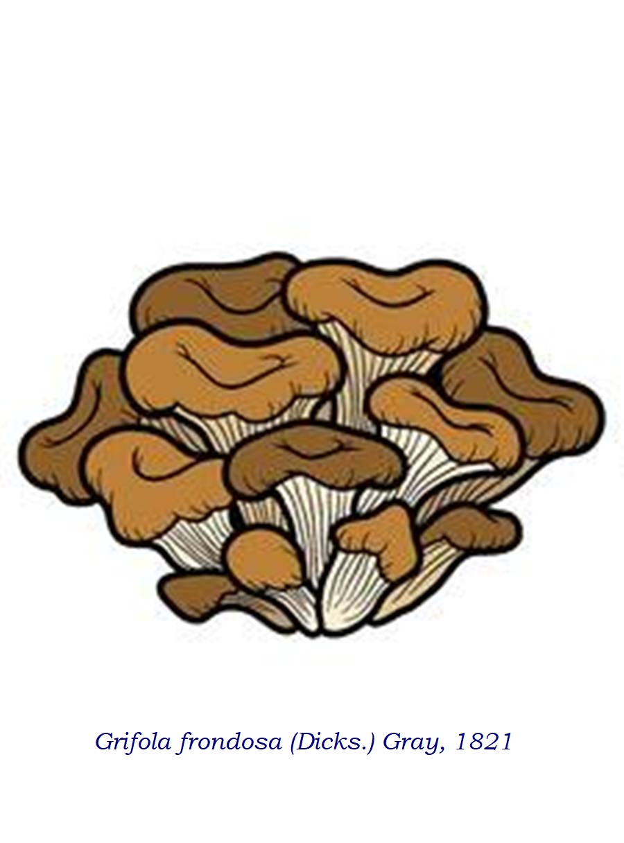 Grifola frondosa Sistematica, Etimologia, Habitat, Riconoscimento