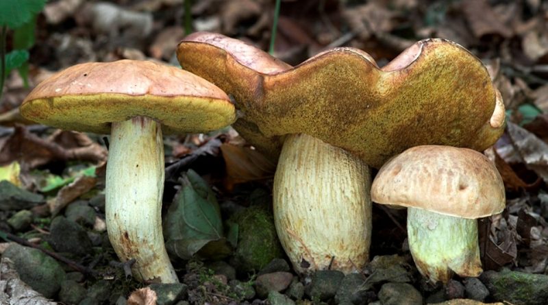 Hemileccinum depilatum