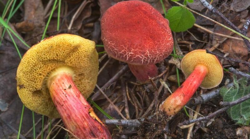 Hortiboletus rubellus