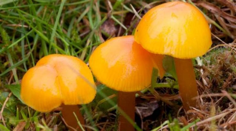 Hygrocybe chlorophana