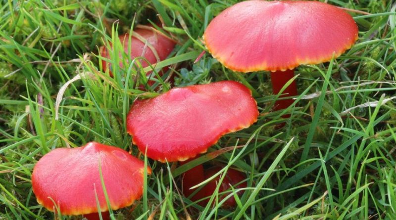 Hygrocybe coccinea