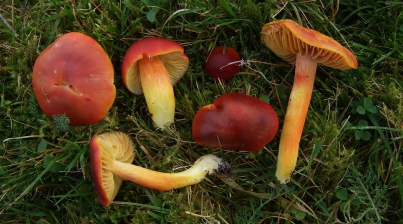 Hygrocybe punicea