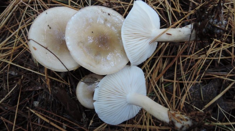 Hygrophorus agathosmus