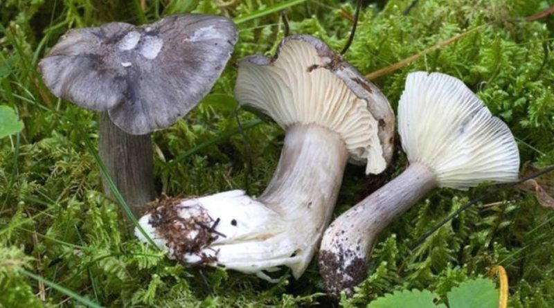 Hygrophorus atramentosus