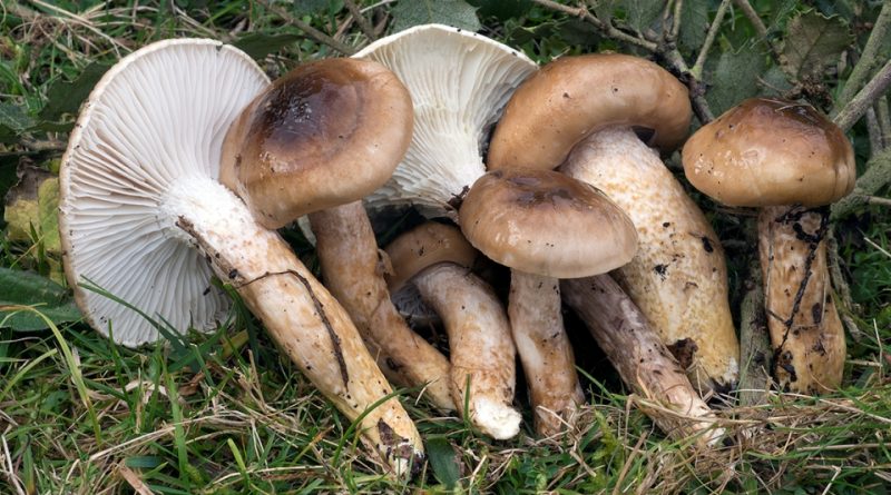 Hygrophorus dichrous