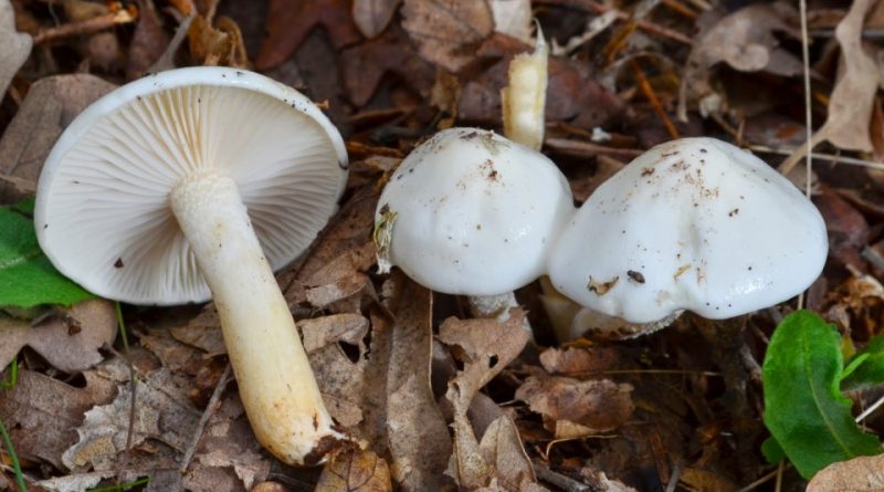 Hygrophorus eburneus