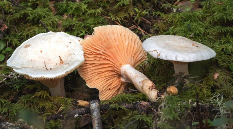 Hygrophorus karstenii