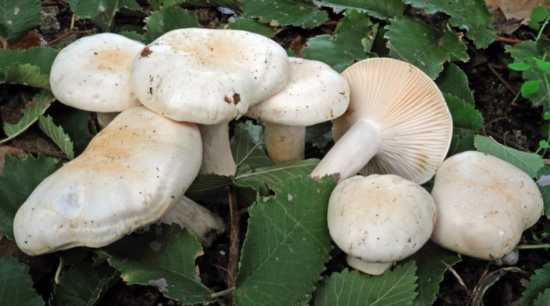 Hygrophorus penarius