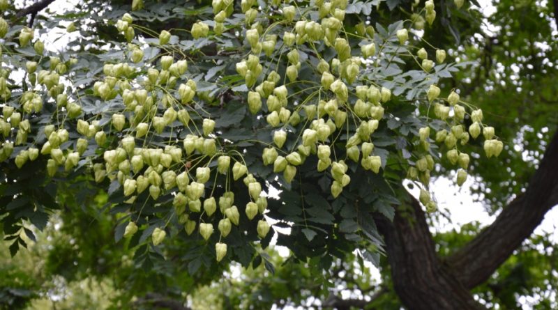 Koelreuteria paniculata