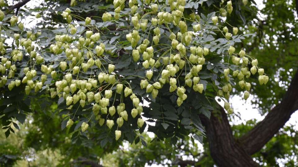 koelreuteria paniculata fruit