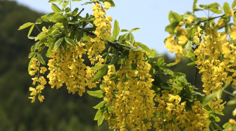 Laburnum alpinum