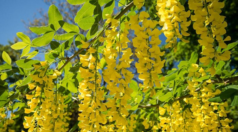 Laburnum anagyroides