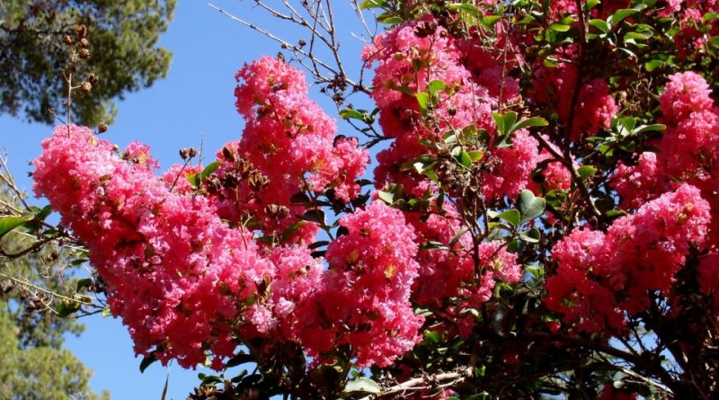 Lagerstroemia indica