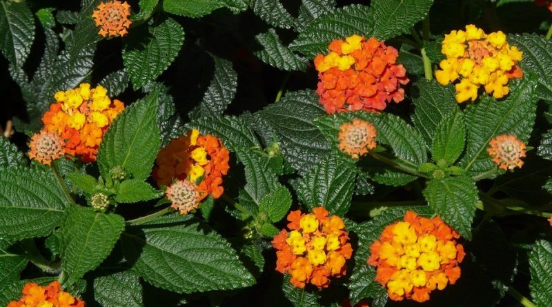 Lantana camara