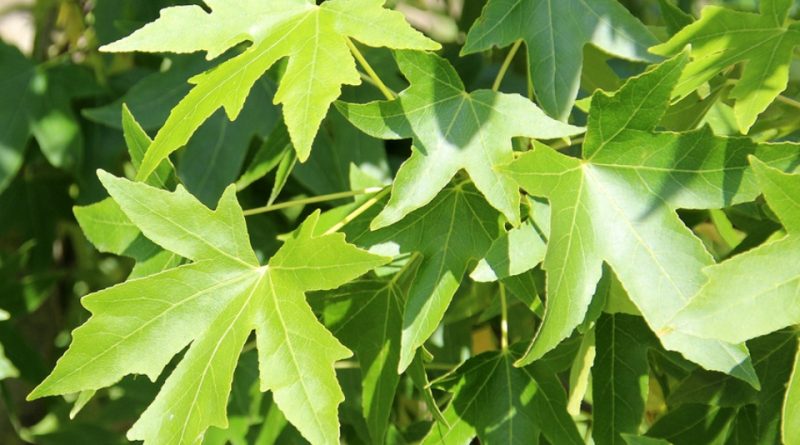 Liquidambar styraciflua