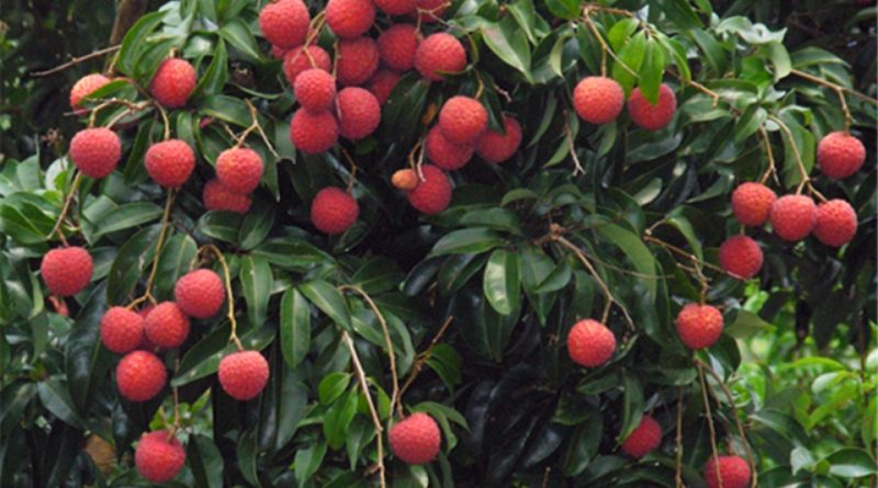 Litchi chinensis