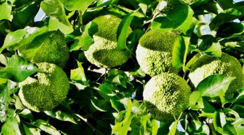 Maclura pomifera