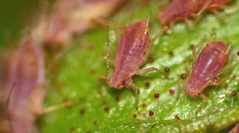 Macrosiphum rosae