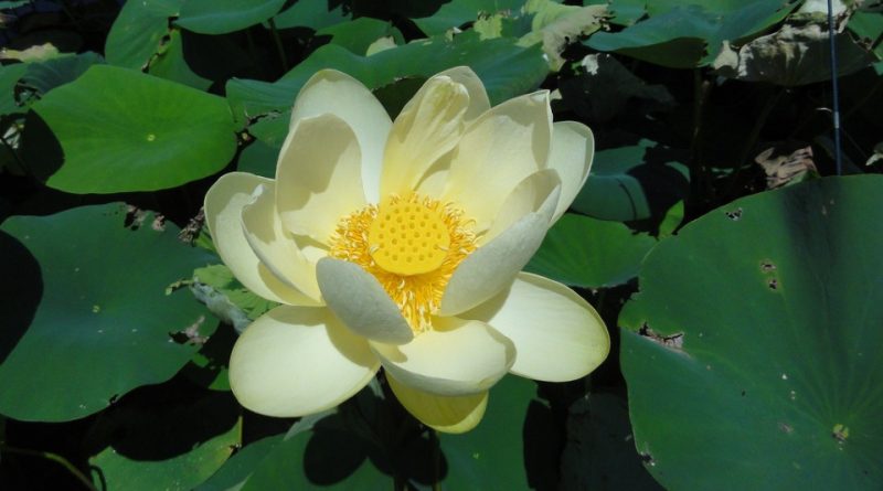 Nelumbo lutea