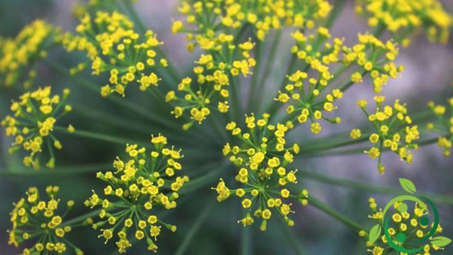 Umbrella Definition, morphology, botanical characteristics