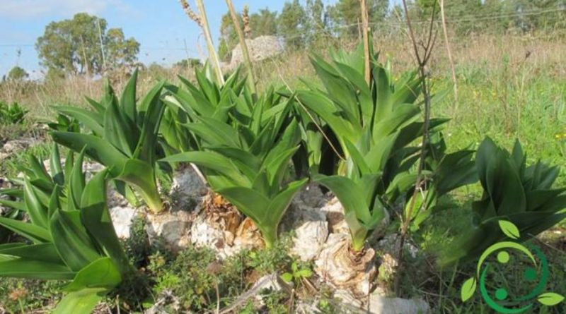 Proprietà ed usi della Drimia maritima