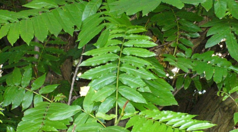 Pterocarya fraxinifolia