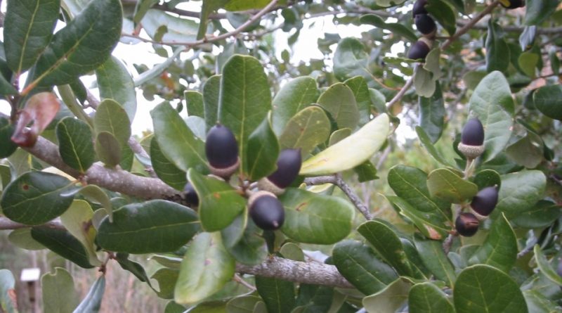 Quercus virginiana