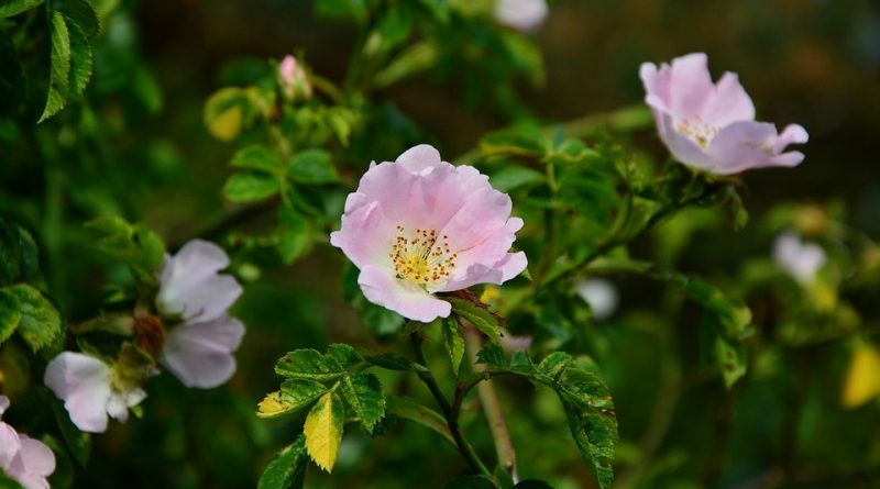 Rosa canina