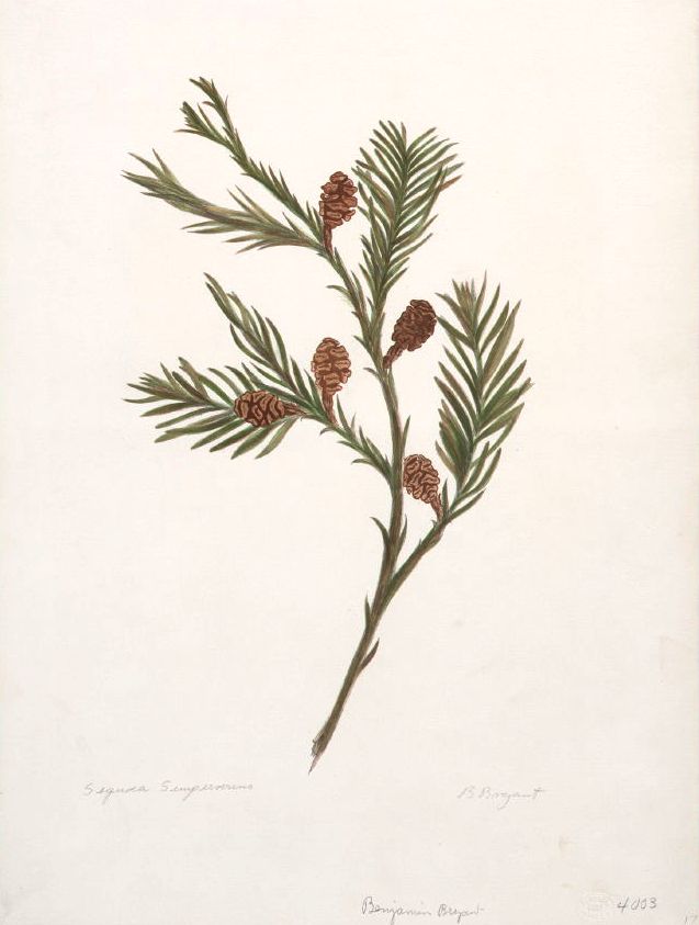 Sequoia sempervirens: Sistematica, Habitat, Coltivazione