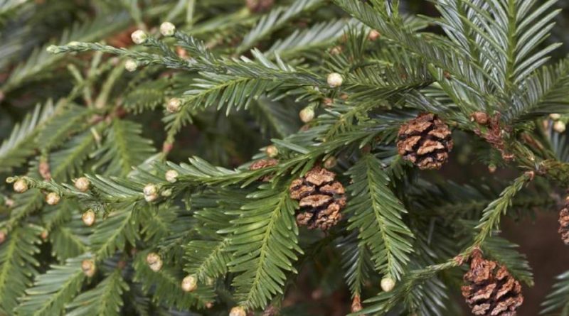 Sequoia sempervirens