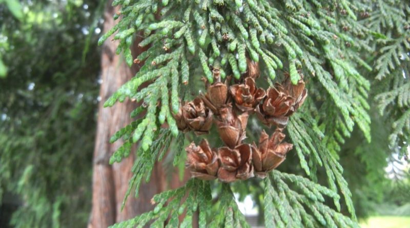 Thuja plicata