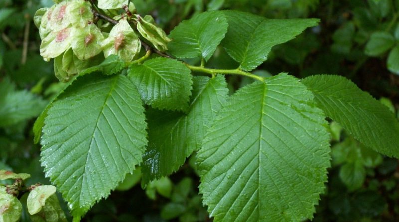 Ulmus glabra