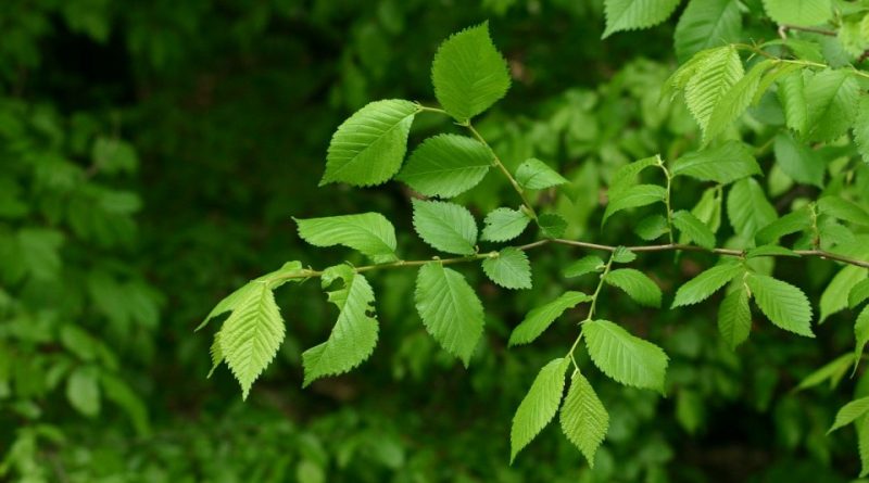 Ulmus laevis