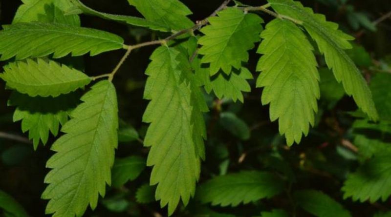 Zelkova carpinifolia