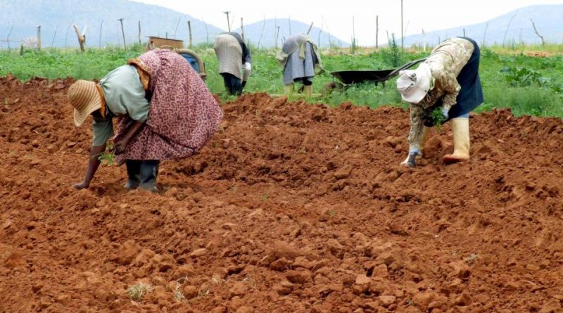 Gli Zulù e l’agricoltura