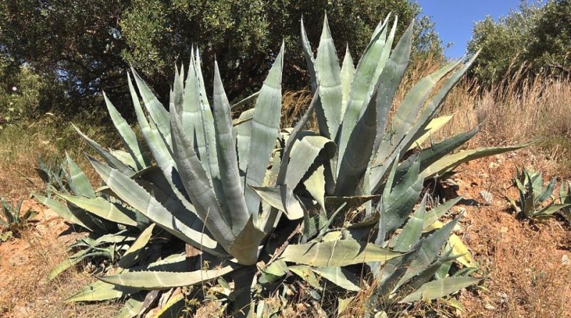 Agave americana