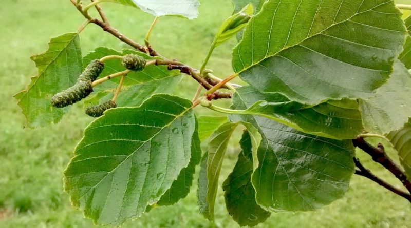 Alnus glutinosa