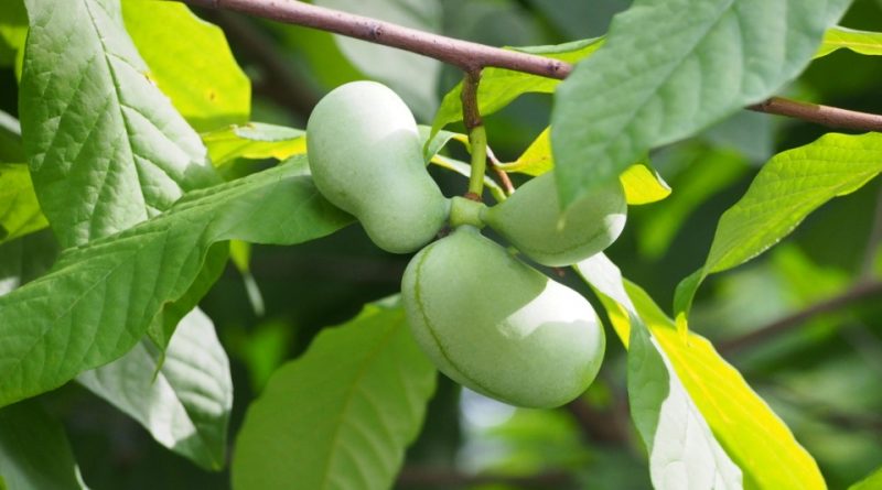 Asimina triloba