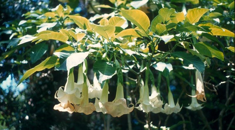 Brugmansia arborea