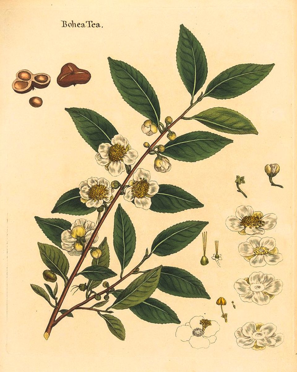 Camellia sinensis: Sistemática, Etimología, Hábitat, Cultivo...