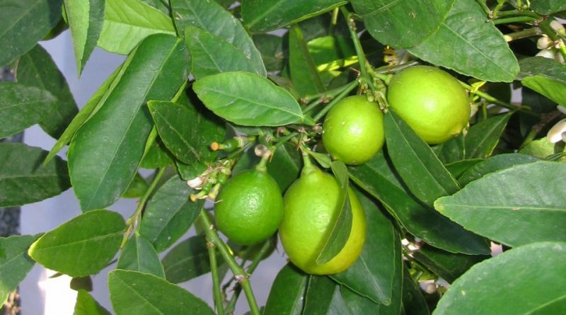 Citrus aurantiifolia