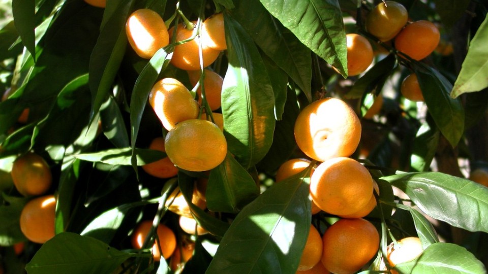 Citrus reticulata: Sistematica, Etimologia, Habitat, Coltivazione ...