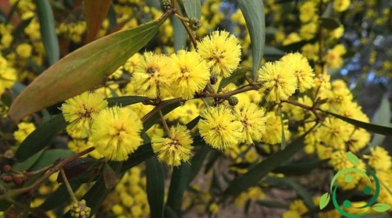 Come coltivare l’Acacia