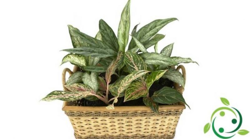 Come coltivare l’Aglaonema