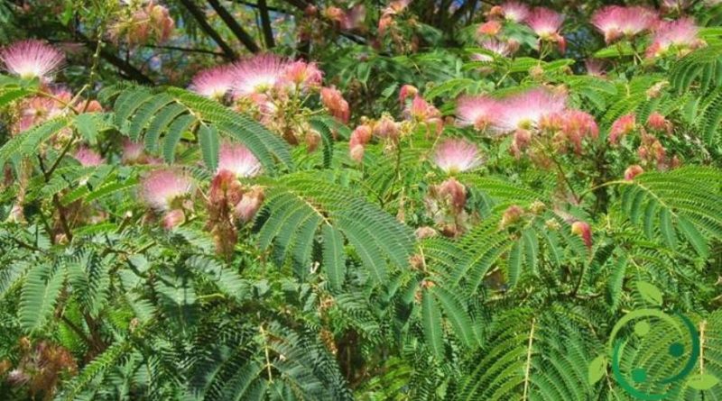 Come coltivare l’Albizia