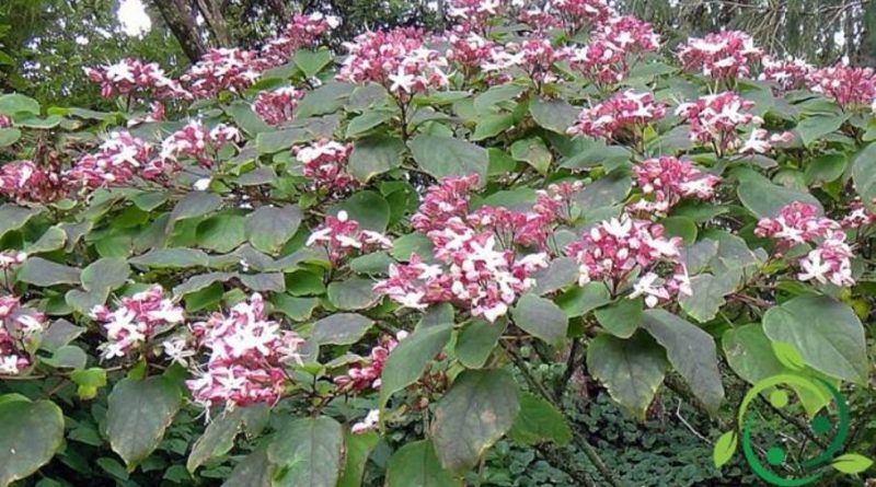 Come coltivare il Clerodendro