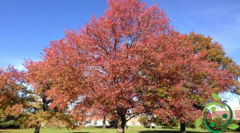 Come coltivare il Liquidambar