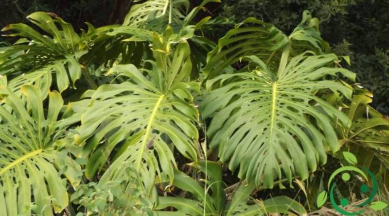 Come coltivare la Monstera deliciosa